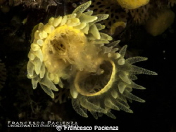 The event of sexual reproduction of two Leptosammia pruvo... by Francesco Pacienza 